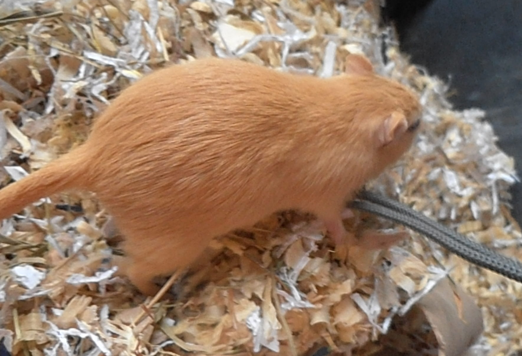 Gerbil Colors – Argente Fawn (Topaz) – Rodent Zone