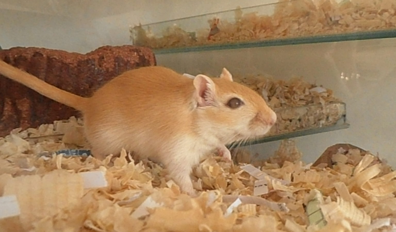 gerbil colours – Rodent Zone